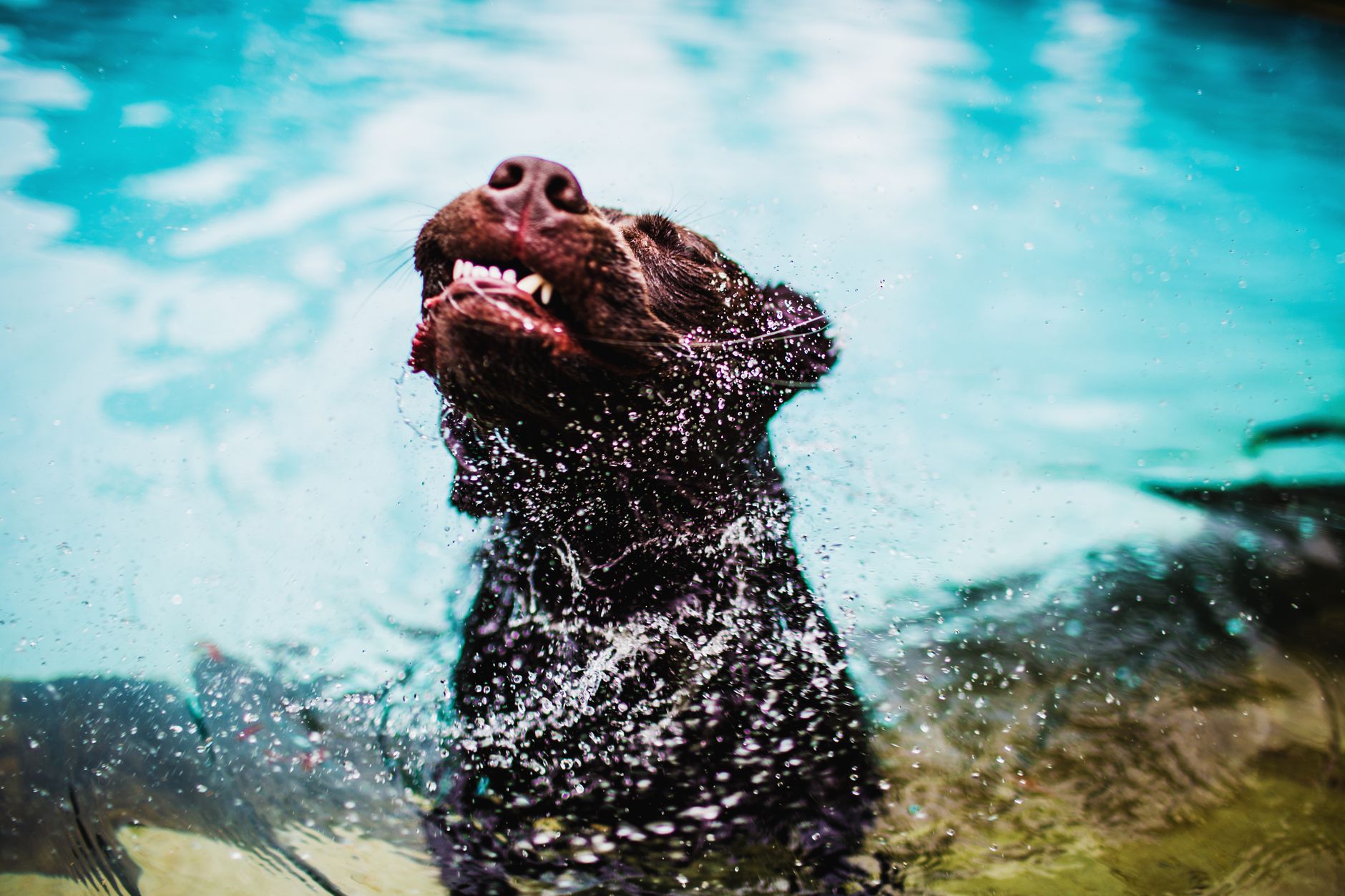 Splash Pool — live daycare camera