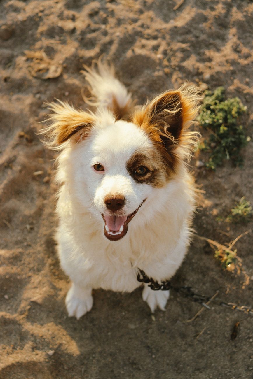 Freshly groomed fluffy dog with a bandana