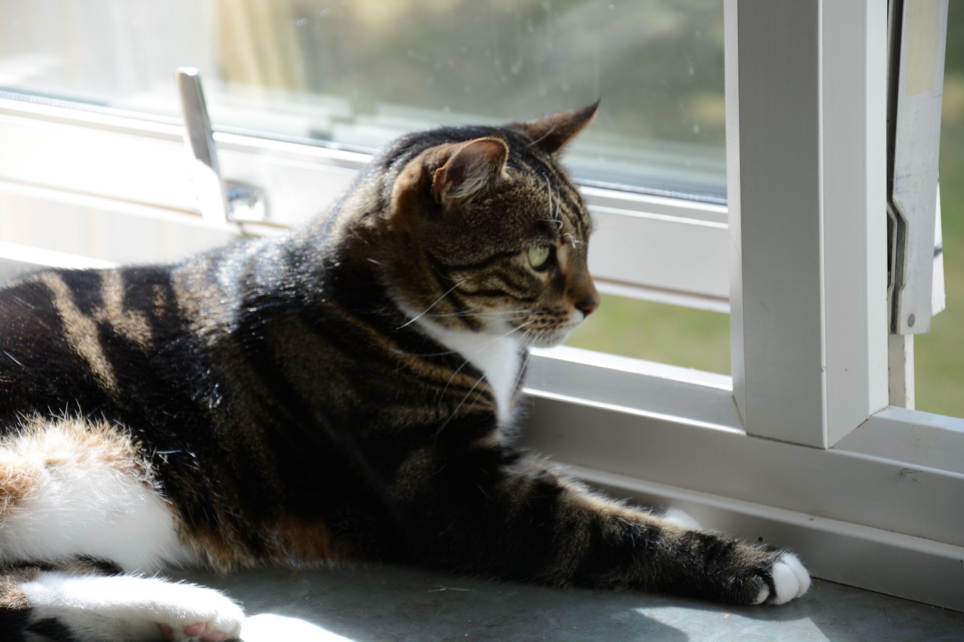 Cat lounging on a window perch