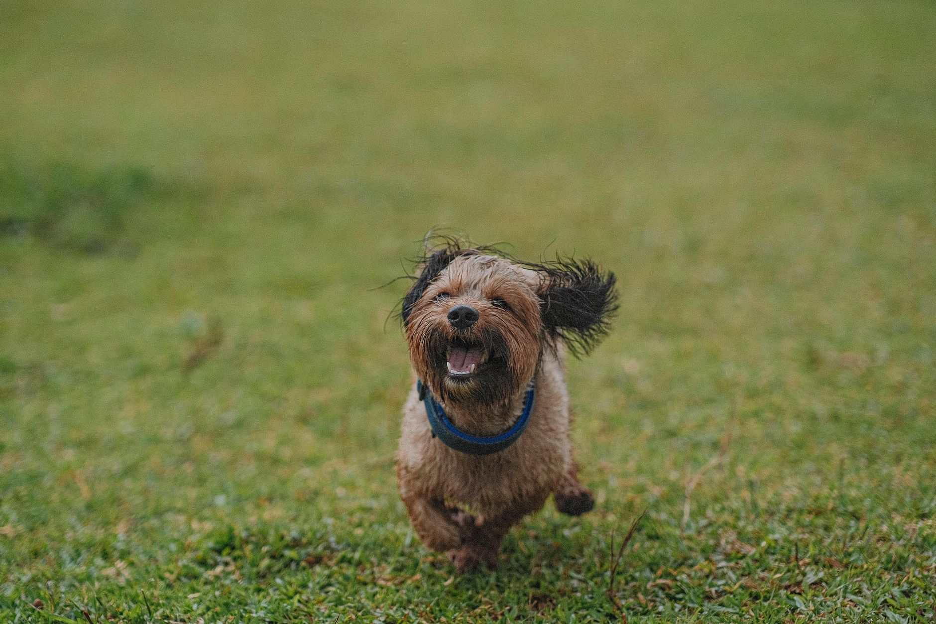 Happy dog playing in the daycare yard