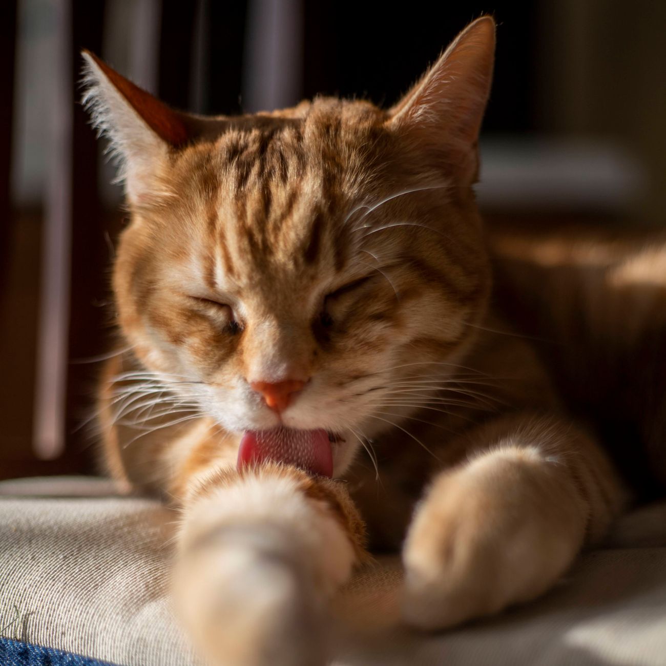 Cat being gently groomed