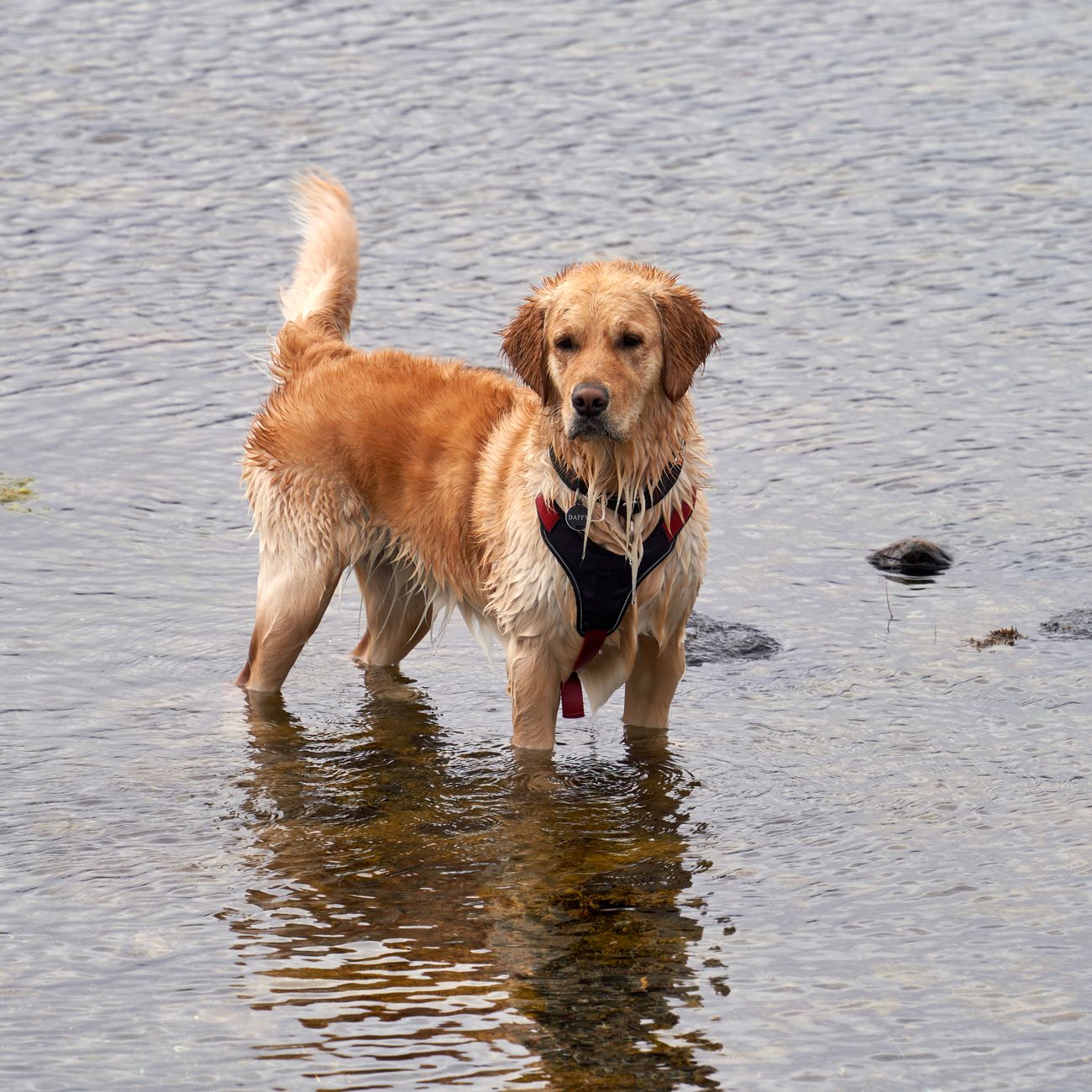Dog splashing in the daycare pool
