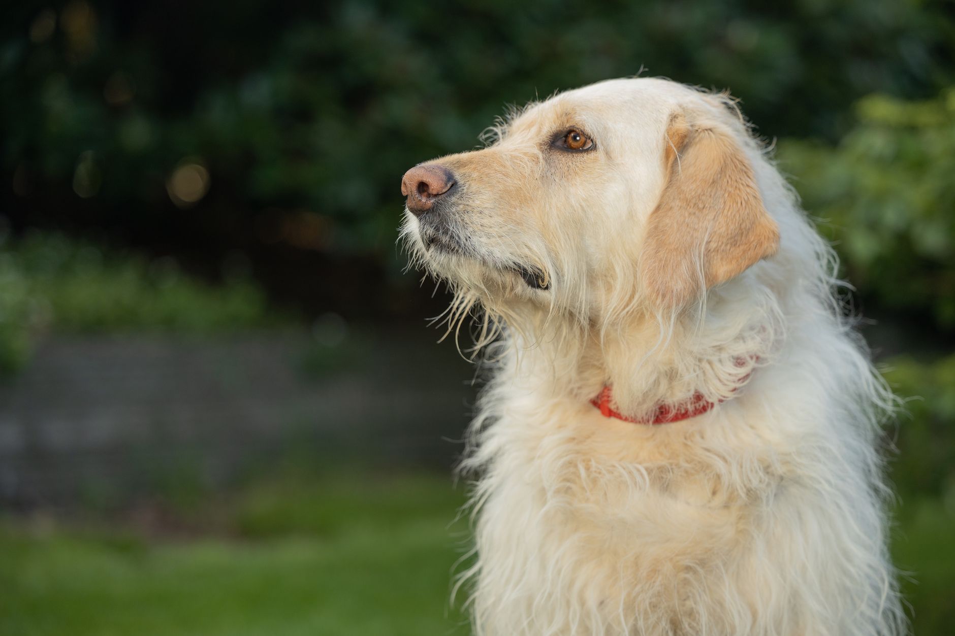 Golden retriever after a de-shedding spa