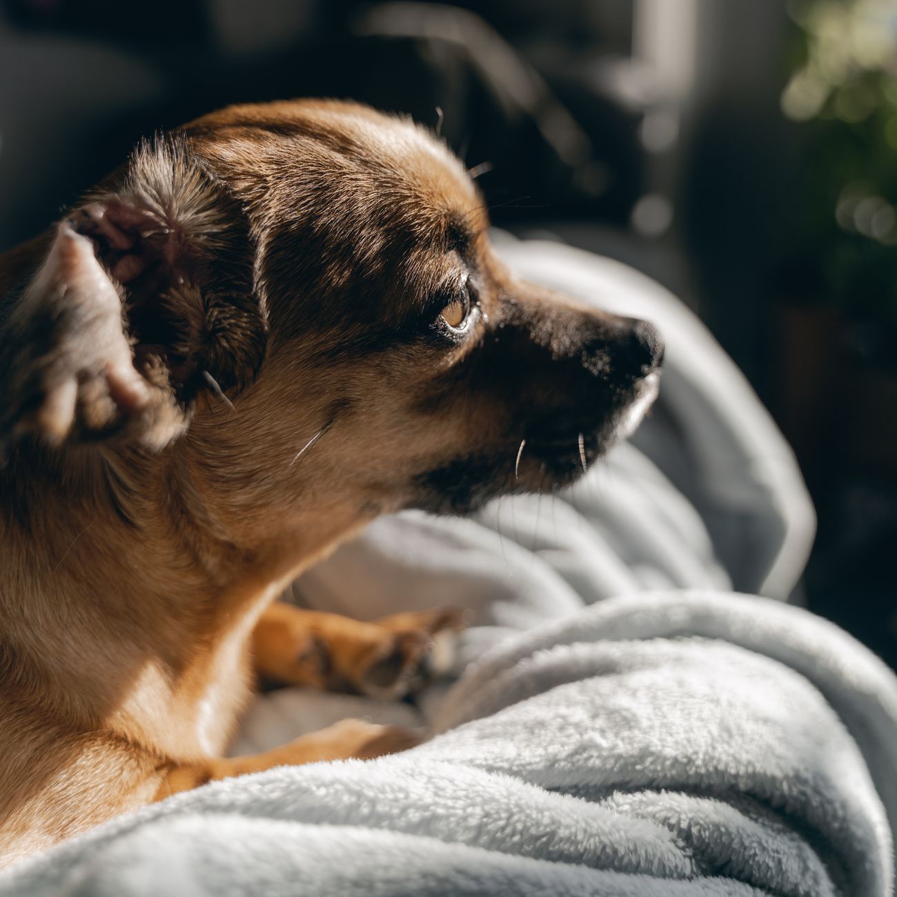 Small dog napping in a cozy boarding suite