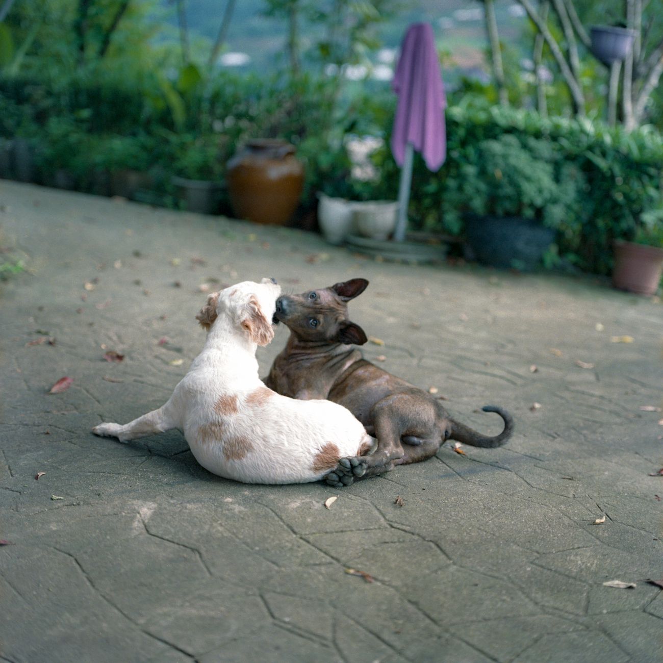 Two dogs playing together at daycare