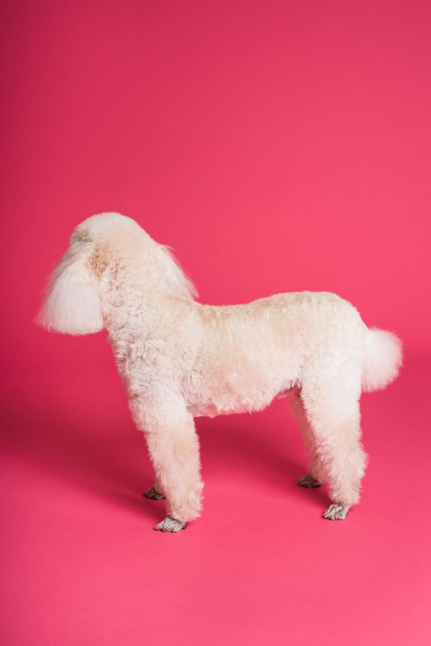 Poodle with a teddy-bear trim