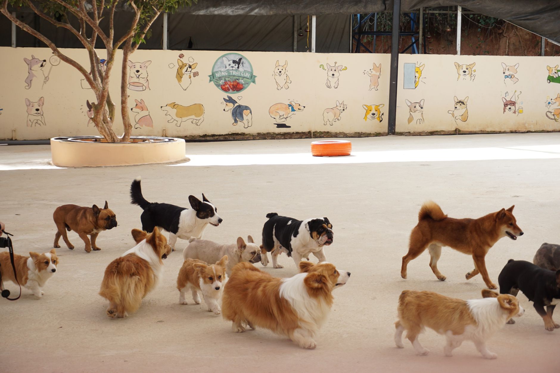 Doggy Daycare