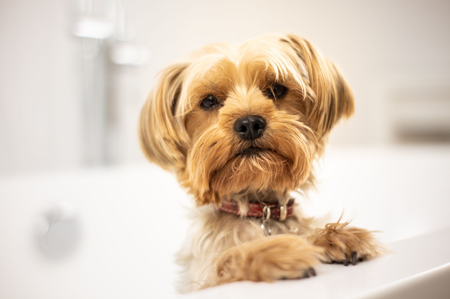 Puppy’s First Groom